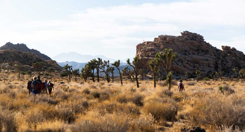 A group of people hike through desert grasses toward joshua trees and a large rock formation. 